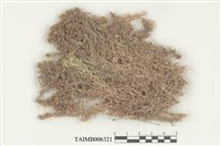 藏品(紅葉泥炭苔)的圖片